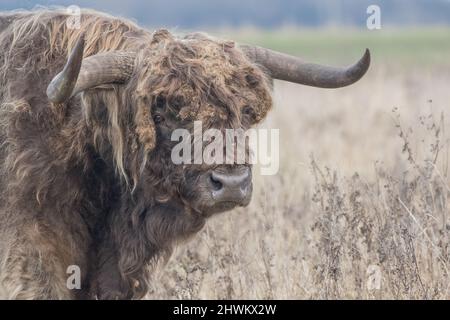 Ein großer Highland-Bulle mit riesigen Hörnern, der einen sehr schlechten Haartag hat. Sein zotteliges Fell ist mit Graten verfilzt, die während der Weide aufgenommen wurden. Canbridge Fens UK Stockfoto