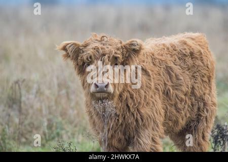 Eine junge karamellfarbene Highland-Kuh mit einem lockigen Mantel, der an der Kamera liegt. Cambridgeshire Fens, Großbritannien Stockfoto