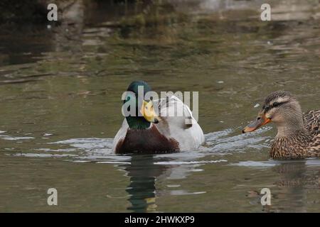 Ente schwimmend in einem Fluss Stockfoto