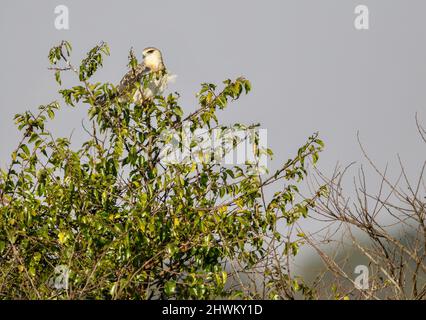 Schwarzflügeliger Drachen, Pilanesberg National Park Stockfoto