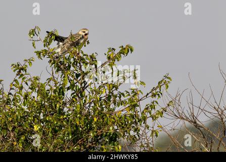 Schwarzflügeliger Drachen, Pilanesberg National Park Stockfoto