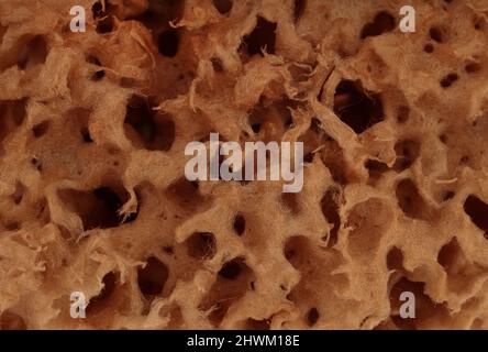 Ähnliche Textur von beigen natürlichen Schwamm. Schwamm Textur Hintergrund, Nahaufnahme. Natürliche Schwämme, Makro. Stockfoto