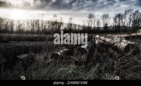 Baumstämme liegen im Gras. Die Sonne geht gerade unter. Die Baumstämme sind durch das Wetter gekennzeichnet. Stockfoto