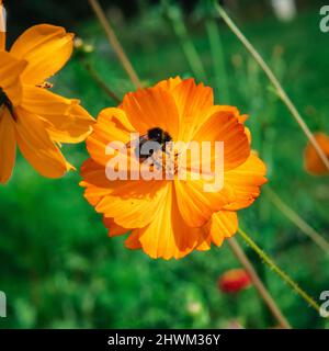 Bombus lapidarius auf orangen Blüten Stockfoto