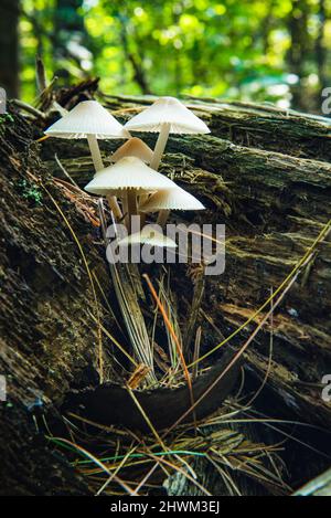 Mycena galericulata oder toque mycenna Stockfoto