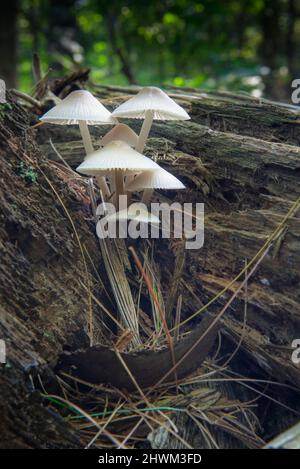Details von mycena galericulata Stockfoto