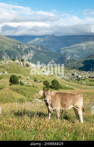 Ein Kalb grast auf einer Weide auf einem Berg, im Hintergrund das Tal unscharf, senkrecht Stockfoto