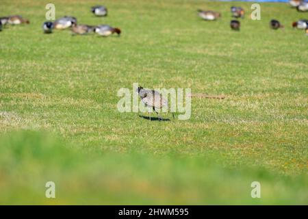 Curlew genus Numenius Stockfoto