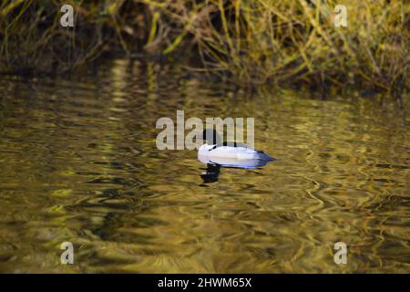 Goosander oder Mergus Merganser auf einem schottischen loch Stockfoto