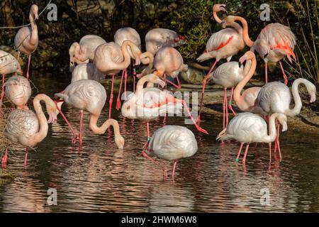 Einige kämpfen unter Flamingos Stockfoto