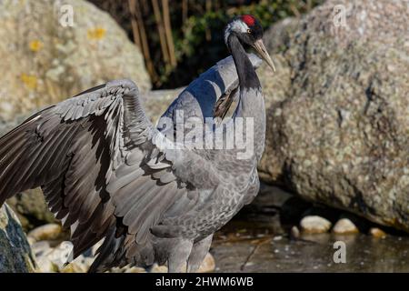 Common Crane öffnet seine Flügel in einer felsigen Landschaft Stockfoto