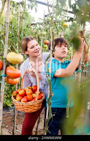 Junge Gärtnerin mit Junge, der Tomaten pflückt, um sie im sonnigen Garten in den Korb zu legen Stockfoto