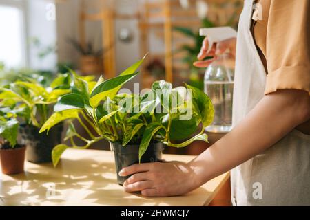 Nahaufnahme eines nicht erkennbaren weiblichen Floristen in der Schürze, der mit einem Sprüher Wasser auf Zimmerpflanzen in Blumentöpfen sprüht. Stockfoto