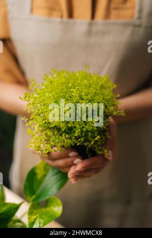 Vertikale Nahaufnahme einer nicht erkennbaren weiblichen Floristin, die eine Schürze trägt und einen Handtopf mit Soleirolia-Pflanze im Blumengeschäft hält. Y Stockfoto