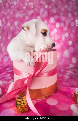 Jack russel Terrier Welpe in einem rosa Geschenk-Box Stockfoto