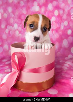 Jack russel Terrier Welpe in einem rosa Geschenk-Box Stockfoto