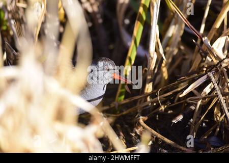 Wasser-Schiene Rallus aquaticus Stockfoto