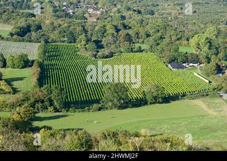 Blick auf die Landschaft der South Downs von Ditchling Beacon im Norden von Brighton, Sussex, Großbritannien, mit einem Weinberg im Bild Stockfoto