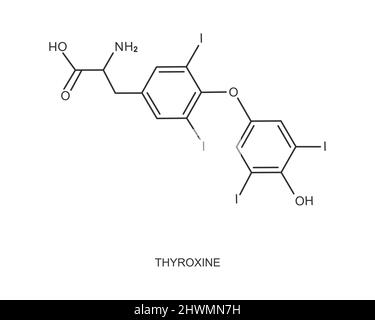 Symbol für Thyroxin. Chemische Molekülstruktur. Großes endogenes Hormon, das von der Schilddrüse auf weißem Hintergrund isoliert wird. Vektordarstellung Stock Vektor
