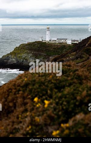 South Stack Lighthouse auf einer kleinen Insel vor der Nordwestküste von Holy Island, Anglesey, Wales, Großbritannien Stockfoto