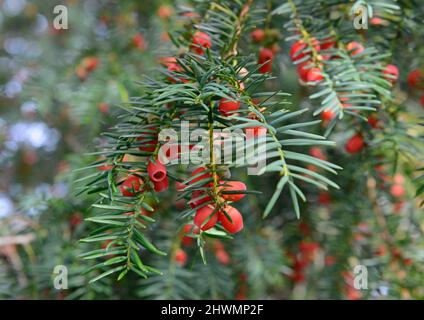 Beeren auf einer Eibe. Stockfoto