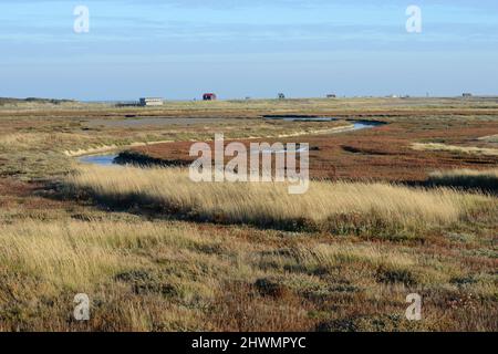 Blick über die Sumpfvegetation im Rye Harbour Nature Reserve, Rye, East Sussex, Großbritannien Stockfoto
