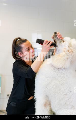 Junge Pistenerin, die die Schnauze eines riesigen weißen Pudels rasiert Stockfoto