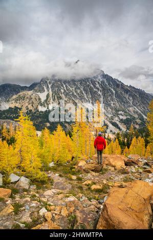 Männchen posiert in einem Lärchenbecken in der Wildnis der alpinen Seen Stockfoto