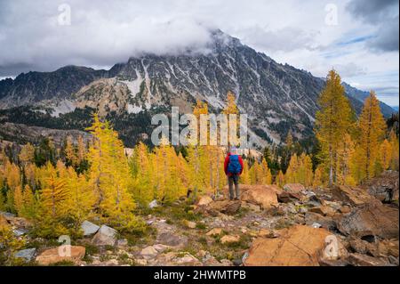 Männchen posiert in einem Lärchenbecken in der Wildnis der alpinen Seen Stockfoto