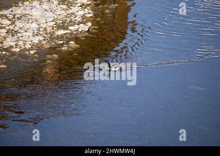 Die Stockente Anas platyrhynchos ist eine schlampige Ente. Stockfoto