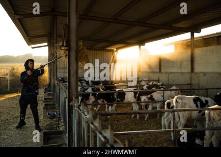 Landwirt, der die Kälber im Stall aufstrebt Stockfoto