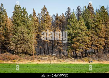 Das Waldfeuer von Oregon brennt im Wald Stockfoto