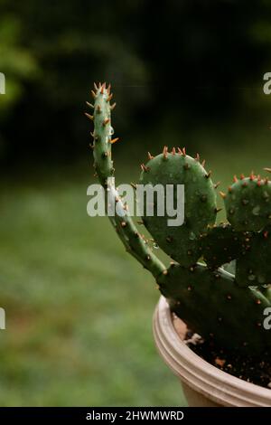 Eine grüne stachelige Sukulente in einem Topf mit einem verschwommenen Hintergrund Stockfoto