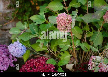 Hortensien und Mutterpflanzen in einem Garten mit grünem Laub Stockfoto