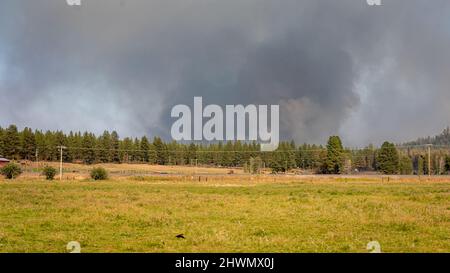 Rauch steigt aus einem Waldbrand in Oregon, der in einem Wald brennt Stockfoto