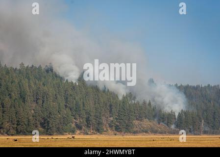 Rauch steigt aus einem Waldbrand in Oregon, der in einem Wald brennt Stockfoto