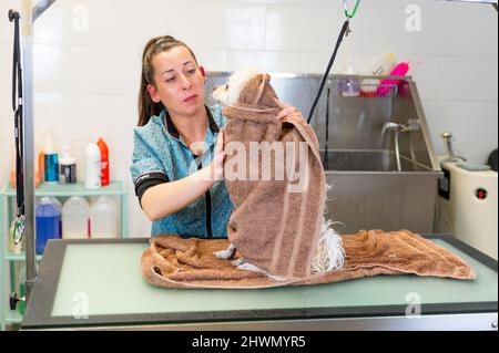 Junge Frau, die nach dem Baden einen Hund mit einem Handtuch trocknet Stockfoto