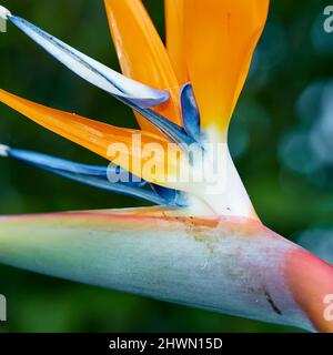 Bird of Paradise. Foto des schönen Paradiesvogels. Stockfoto