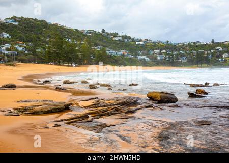 Whale Beach Vorort und Strand in Sydney mit Häusern am Wasser und norfolk Pinien, Sydney, NSW, Australien Stockfoto