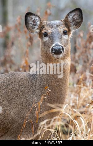 Weißschwanzhirsch, Rehe, Gesichtsansicht, Odocoileus virginianus), Hirschhöfe, Autumn, E N America, von Dominique Braud/Dembinsky Photo Assoc Stockfoto