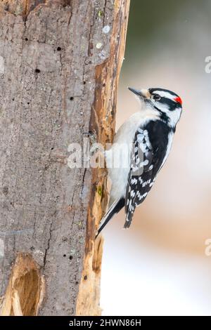 Flauschspecht auf Holzsuche am Baum, Winter, E N America, von Dominique Braud/Dembinsky Photo Assoc Stockfoto