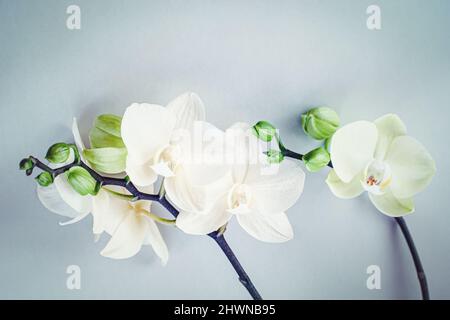 Weiße Mottenorchidee blüht mit grünen Knospen auf grauem Hintergrund, florale flache Lage Stockfoto