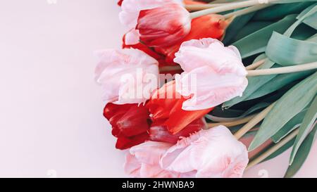 Tulpenstrauß auf rosa Hintergrund, rosa und rote Blumen mit Kopierraum Stockfoto