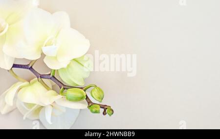 Orchideenhintergrund mit Kopierraum, Vanille gelbe Blüten mit grünen Knospen Nahaufnahme Stockfoto