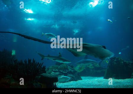 Stingray, Schwarzspitzenhai und Jack fischen auf großen Glasaquarium in Portugal. Oceanário Lisboa. Größter europäischer Fischtank. Stockfoto