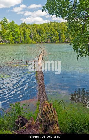 Gefallener Baum auf einem Wilderness Lakeshore am Crooked Lake in der Sylvania Wilderness in Michigan Stockfoto