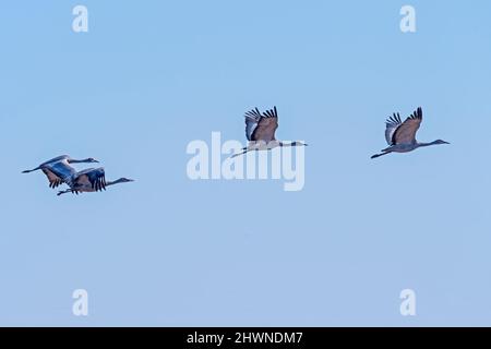 Anmutige Kraniche im Flug in der Nähe von Kearney, Nebraska Stockfoto