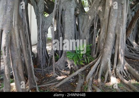 Eine lange Wurzel von Lofty Fig, oder Ficus Altissima, ursprünglich aus Südostasien Stockfoto