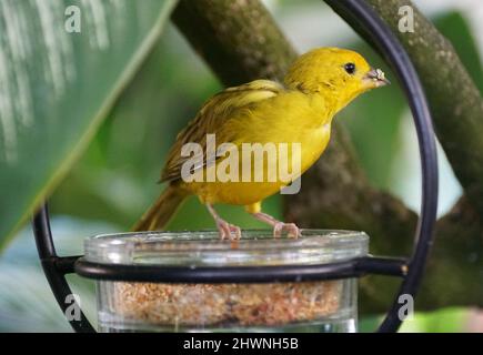 Eine leuchtend gelbe Farbe von Safranfinken, die auf einem Lebensmittelbehälter stehen Stockfoto