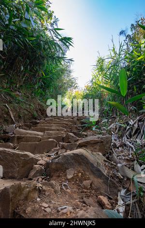 Steintreppen, die am Morgen aus einem niedrigen Winkel in die Wälder führen, werden am Mawryngkhang Trek meghalaya india aufgenommen. Stockfoto